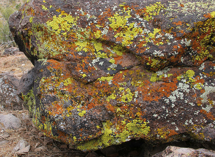 Lichens